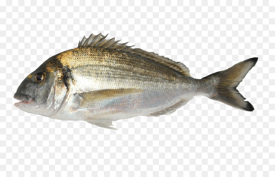 Peixe，Mar PNG