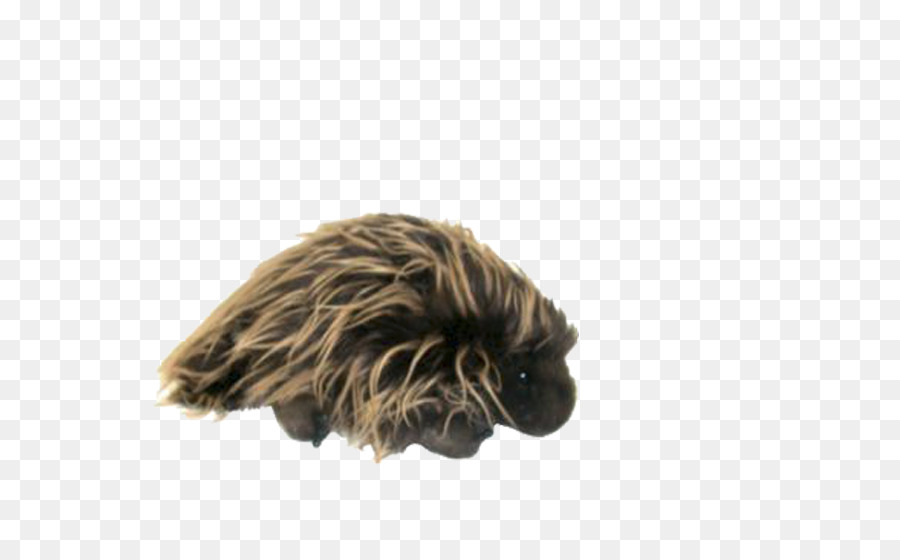 Raça Do Cão，Cão PNG