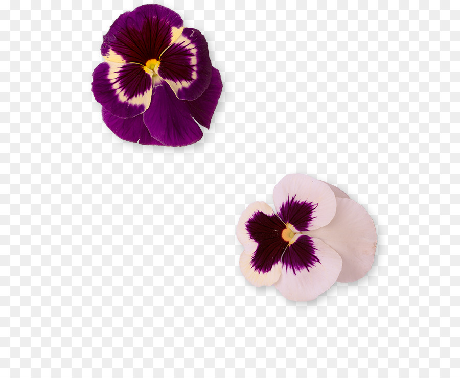 Pansy，Violeta PNG