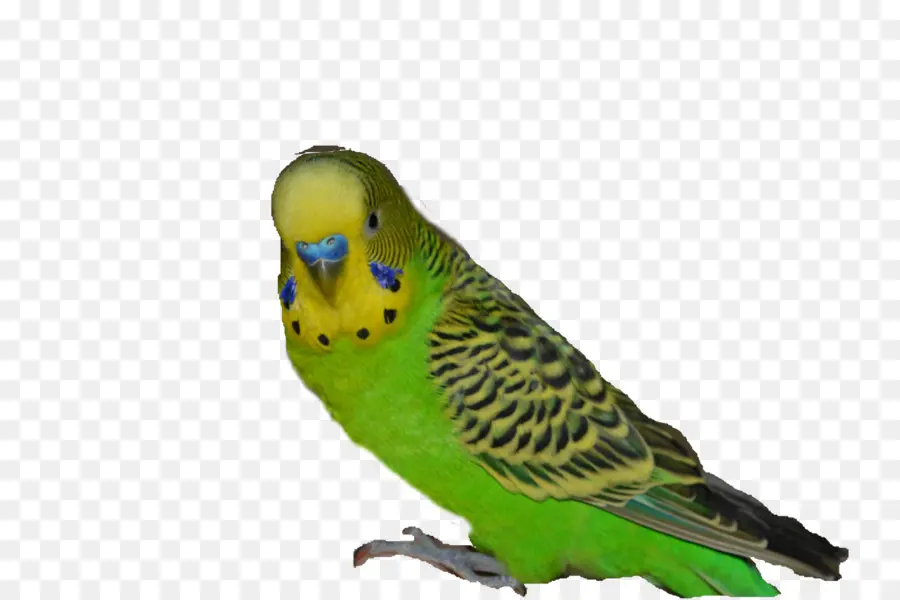 Periquito，Aves PNG