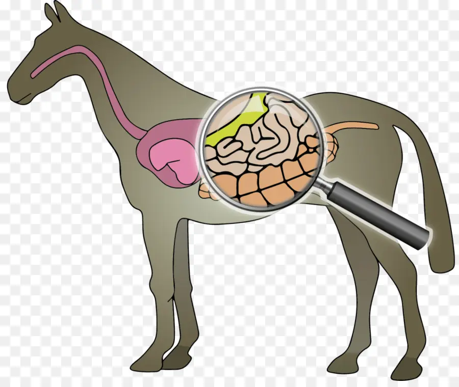 Anatomia Do Cavalo，Lupa PNG