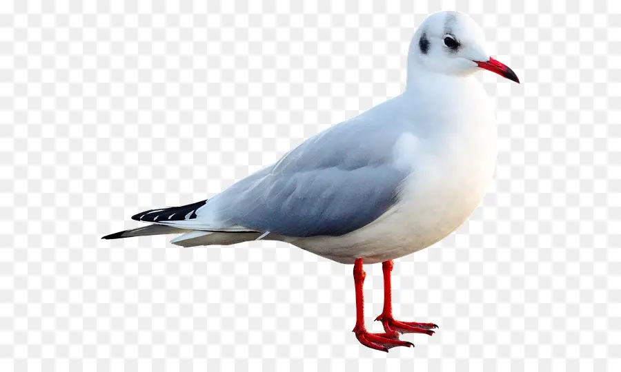 Gaivota，Branco PNG