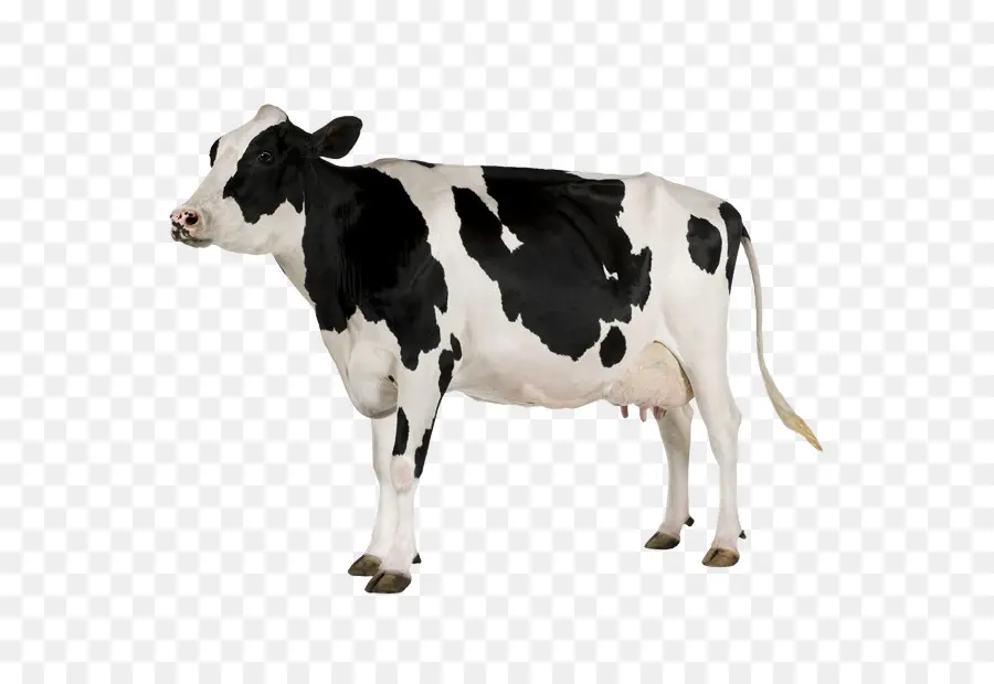 Holstein Frísia Gado，Branco Parque De Gado PNG