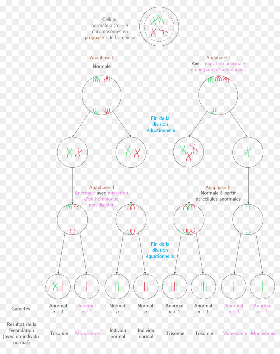 Design Gráfico，Diagrama De PNG