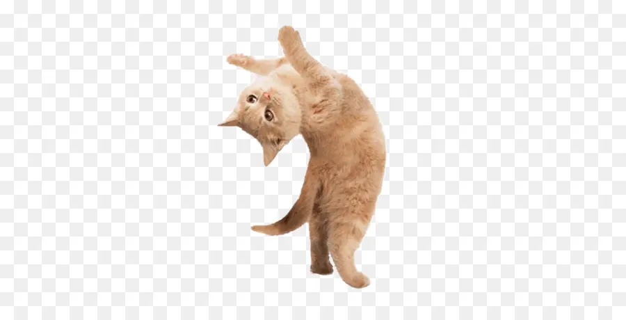 Yoga Gatos O Purrfect Treino，Gatinho PNG