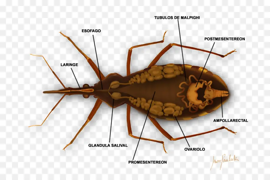 Anatomia Do Inseto，Esôfago PNG