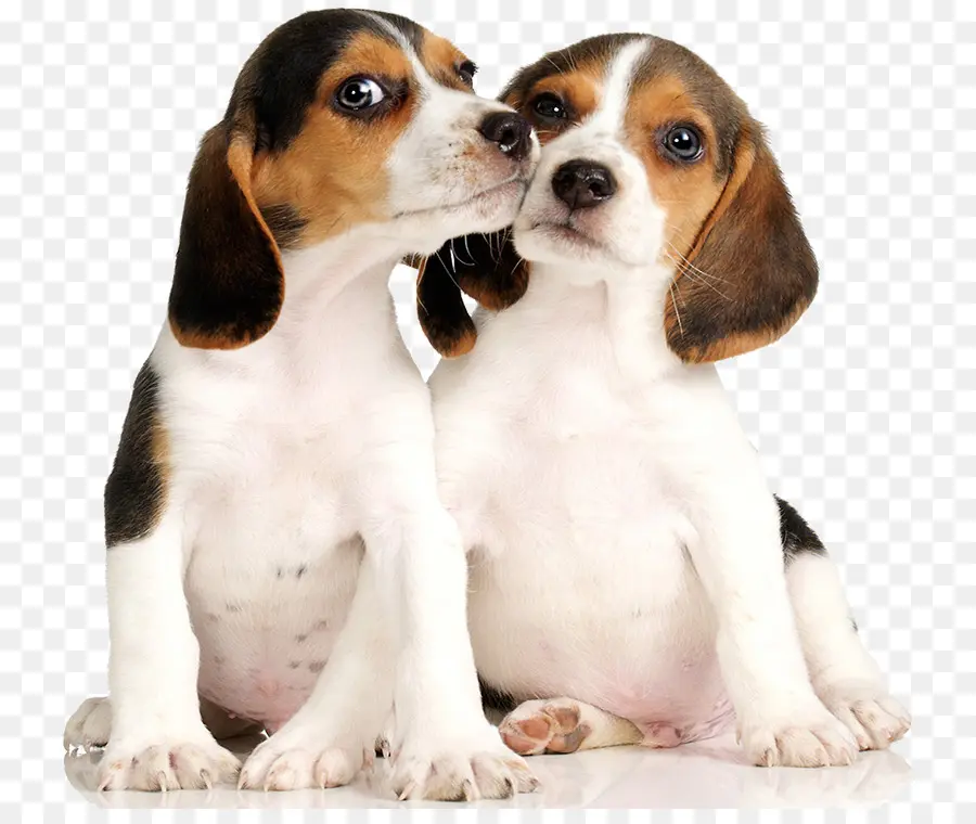 Beagle，Filhote De Cachorro PNG