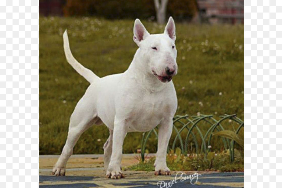 Bull Terrier，Cachorro PNG