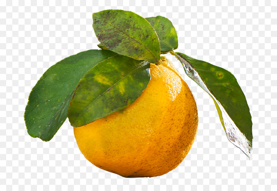 Laranja，Cítrico PNG