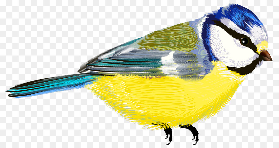 Aves，Vôo Das Aves PNG