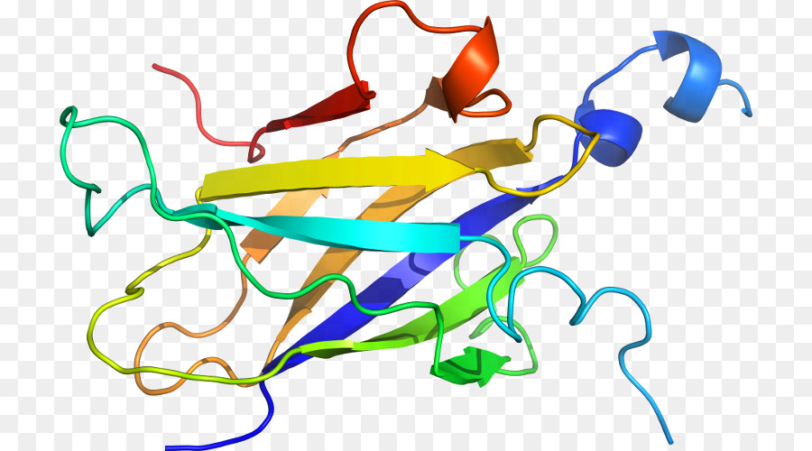 Estrutura Proteica，Biologia PNG