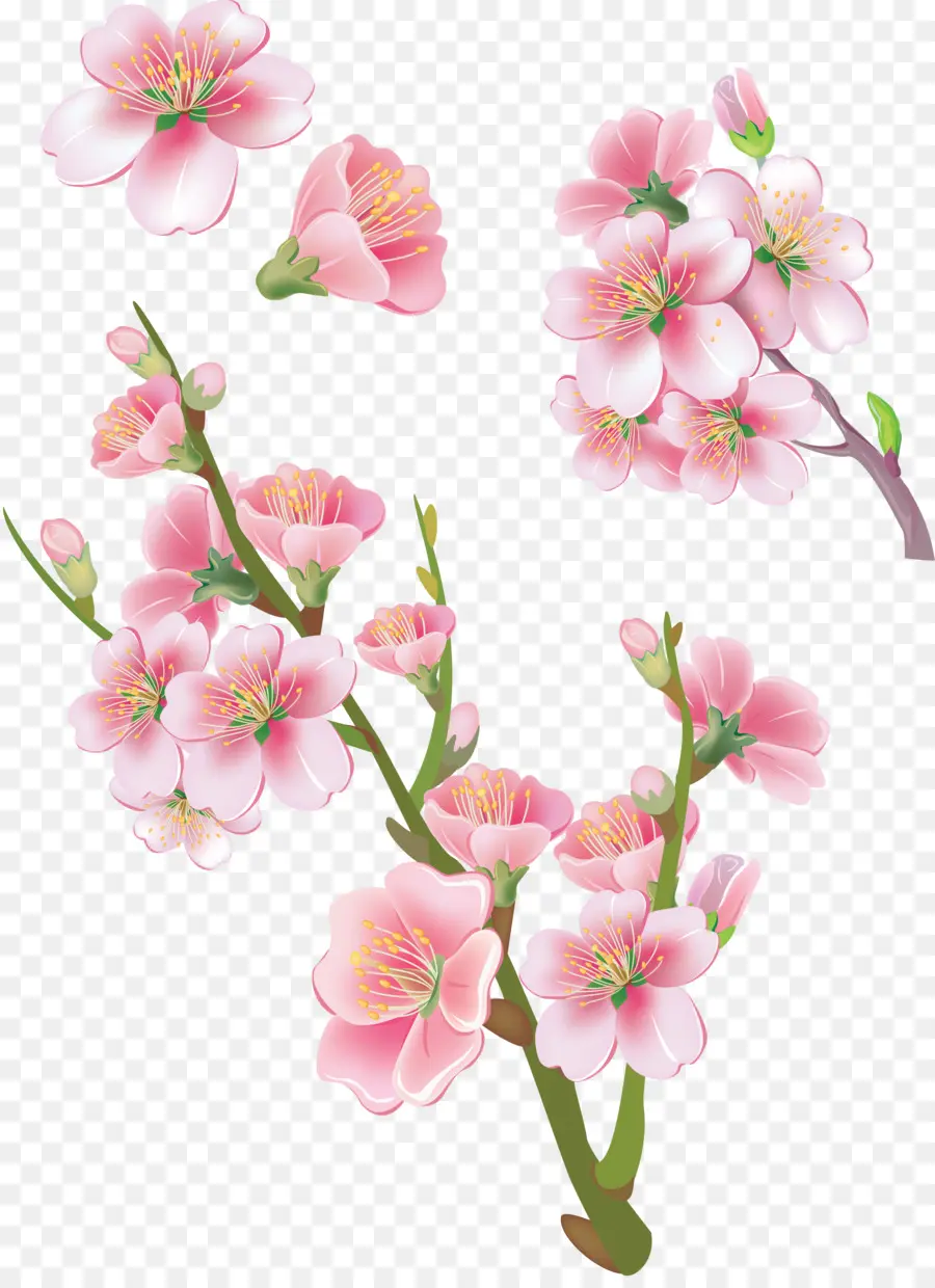 Flores，Rosa PNG