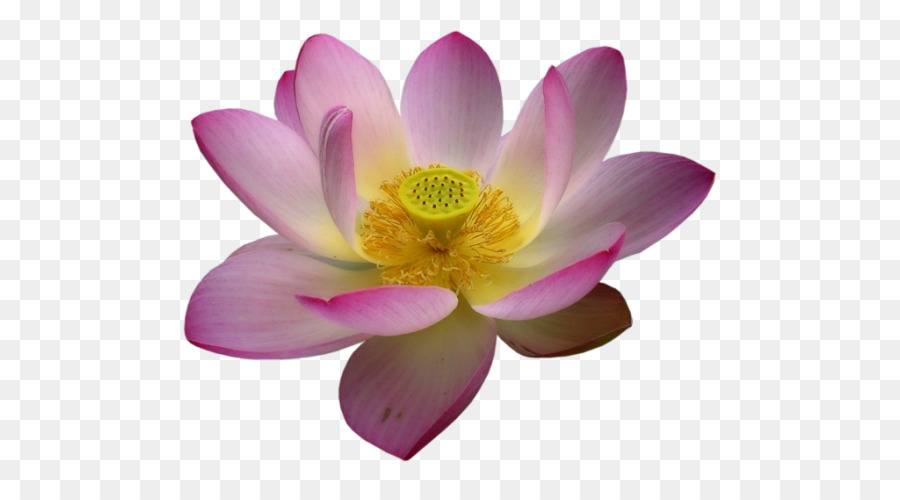 Lótus Rosa，Florescer PNG