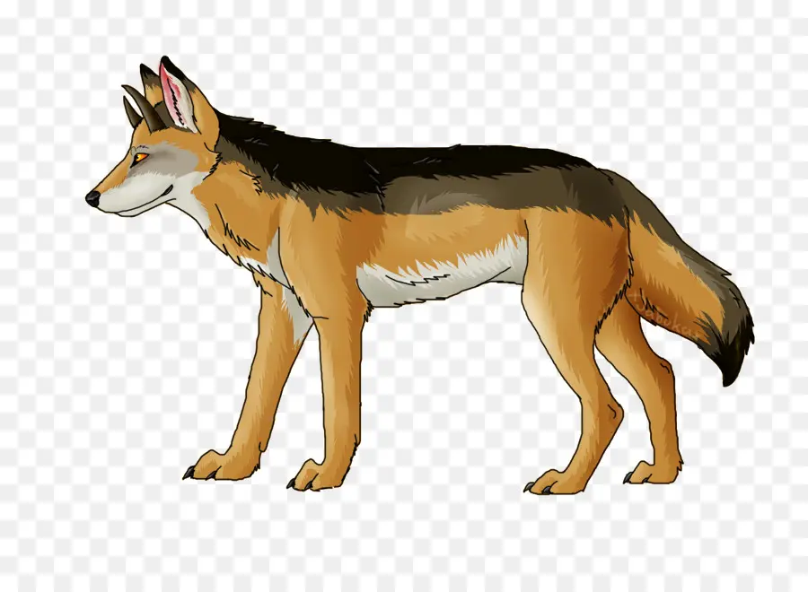 Raposa Vermelha，Coyote PNG