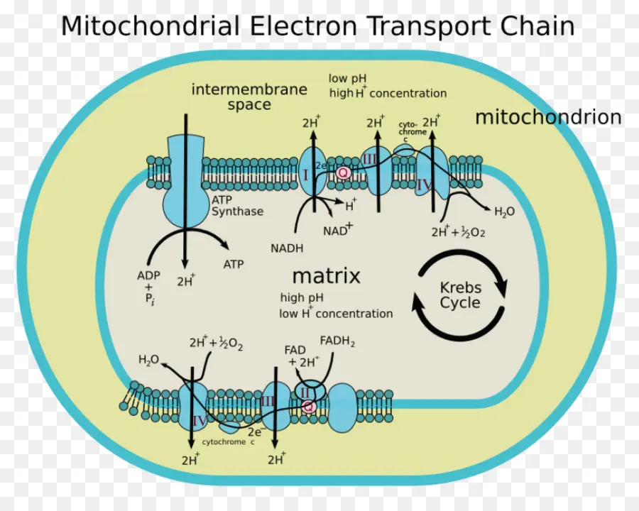 Diagrama Mitocondrial，Biologia PNG