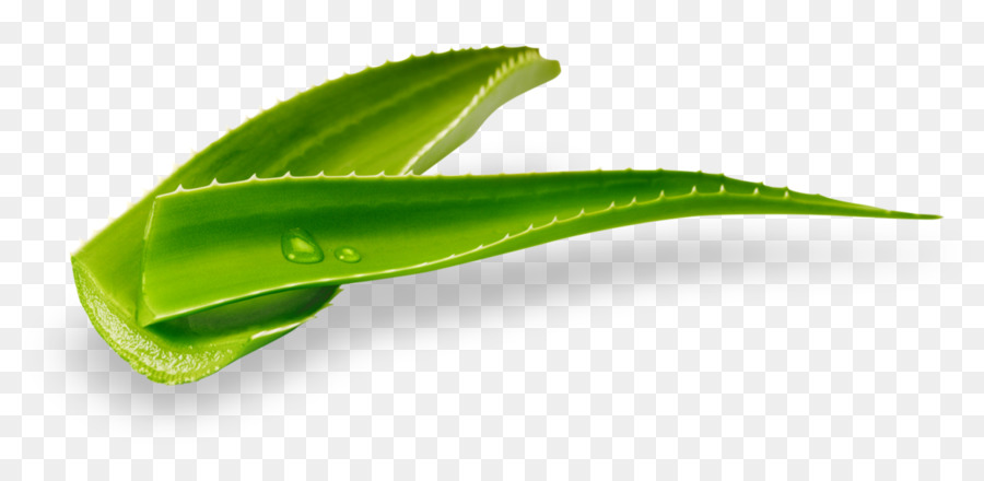 Aloe Vera，Folha PNG