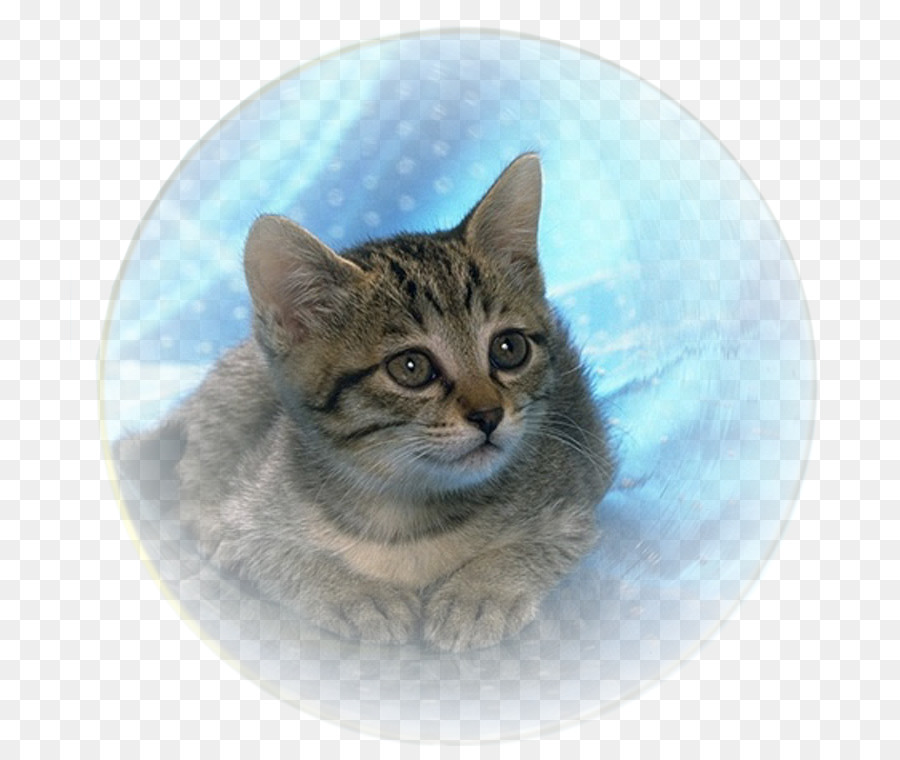 American Shorthair，European Shorthair PNG