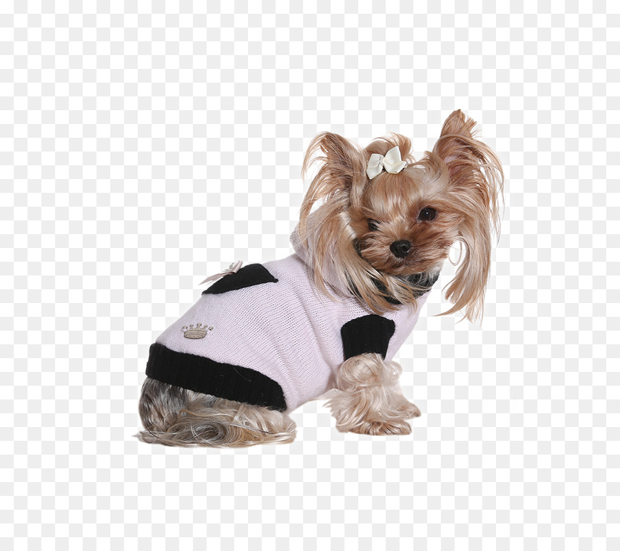 Cachorro，Bonitinho PNG