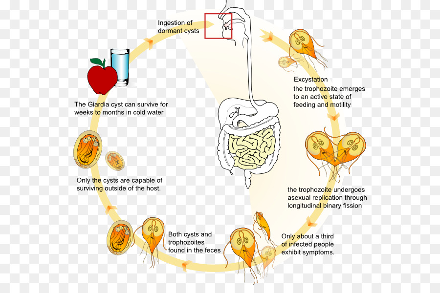 Giardia Giardia Lamblia Giardíase Ciclo De Vida Biológica