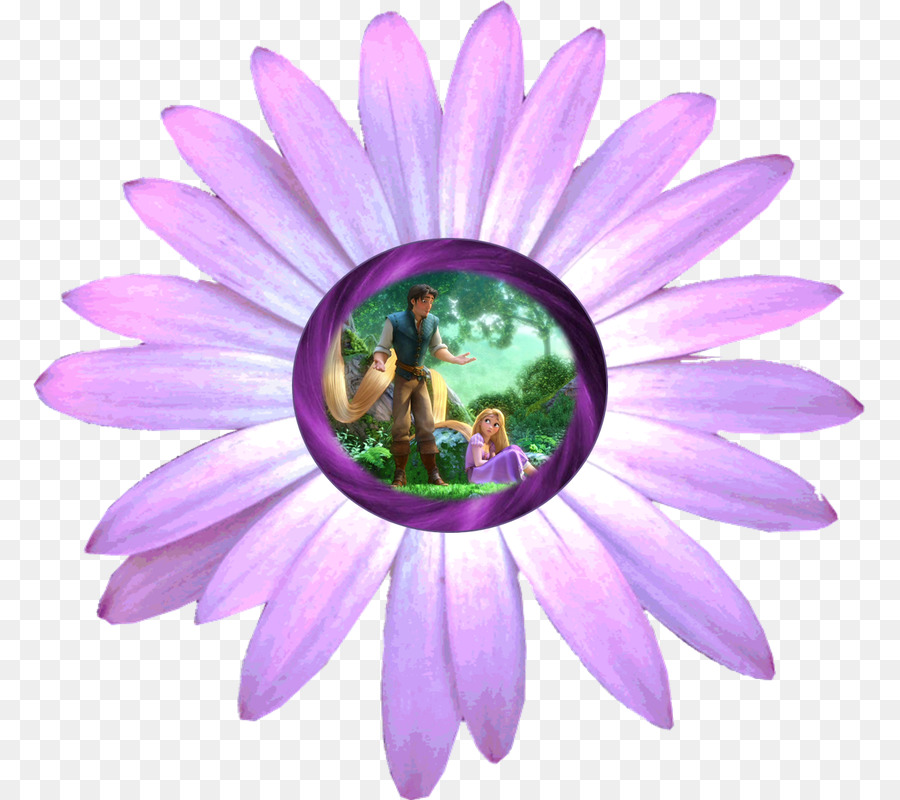 Transvaal Daisy，Comum Daisy PNG