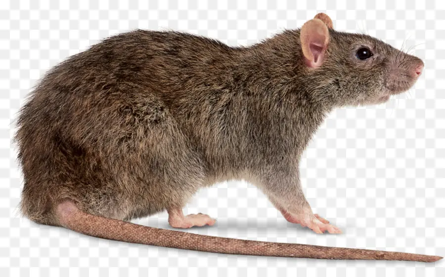 Mouse，Marrom De Ratos PNG