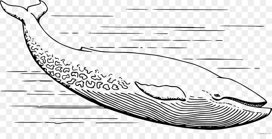 Baleia Azul，Cetacea PNG