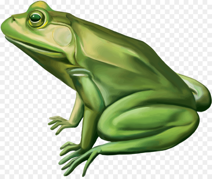 Sapo Verde，Verde PNG