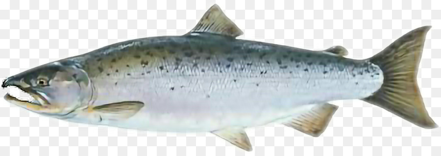 Peixe，Aquático PNG