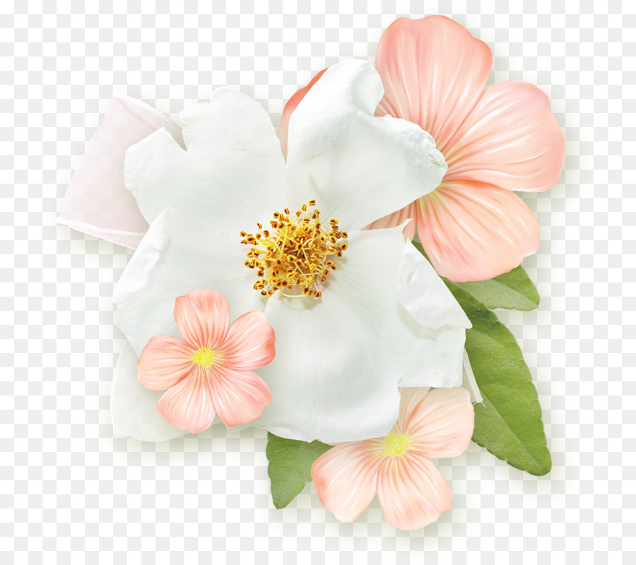 Flores，Florescer PNG