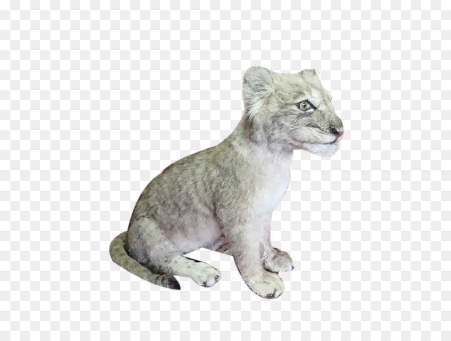 Leão，Gato Grande PNG