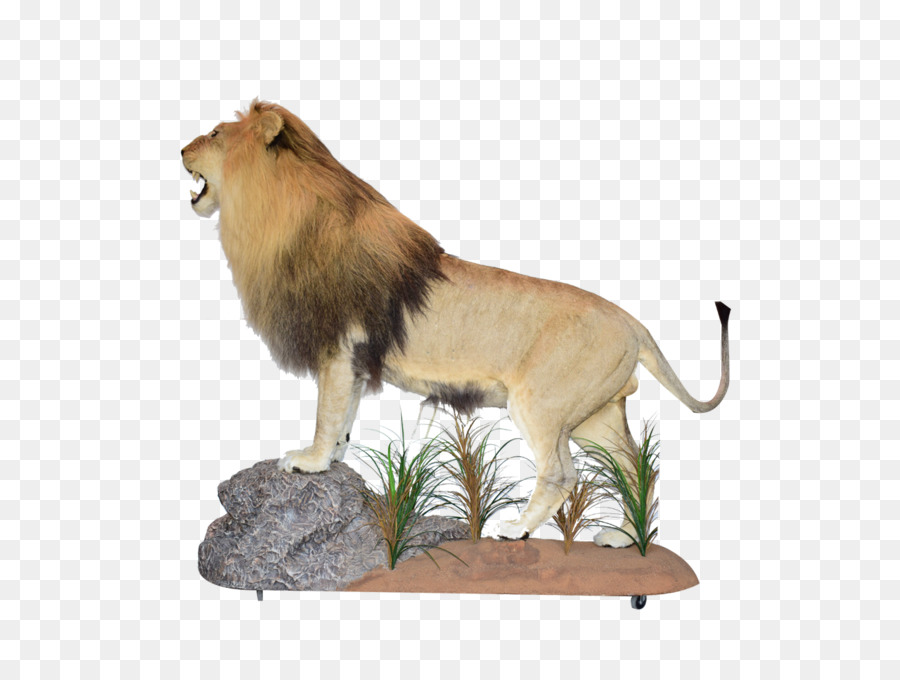 Leão，Taxidermia PNG