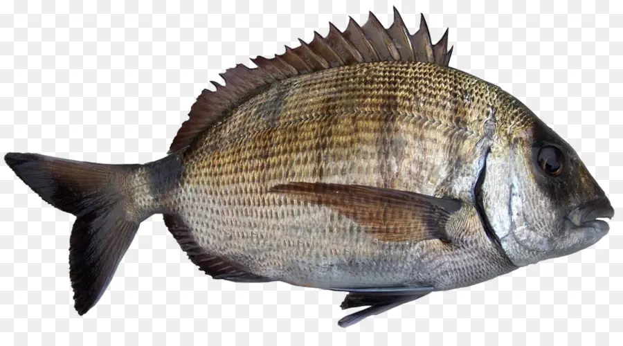 Peixe，Mar PNG