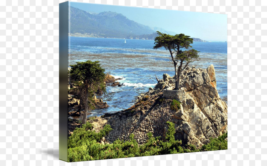 Lone Cypress，Costa PNG