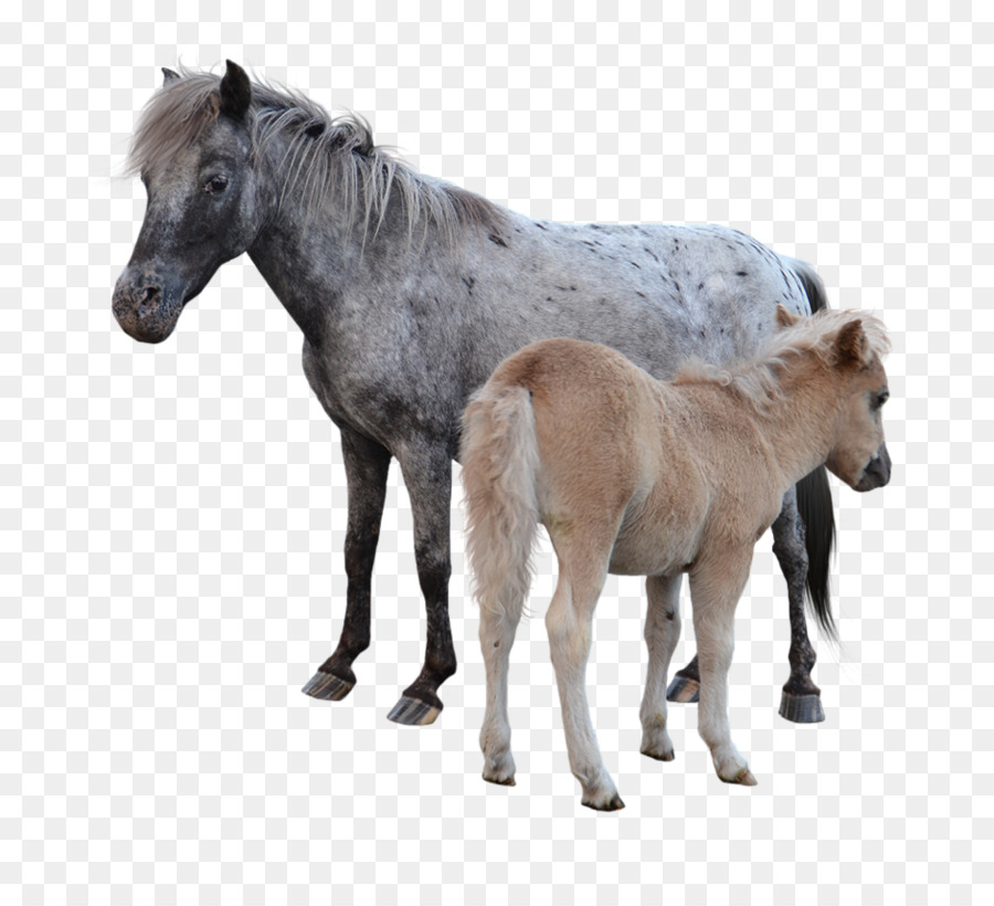 Cavalos，Potro PNG