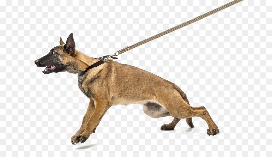 Cão，Filhote De Cachorro PNG