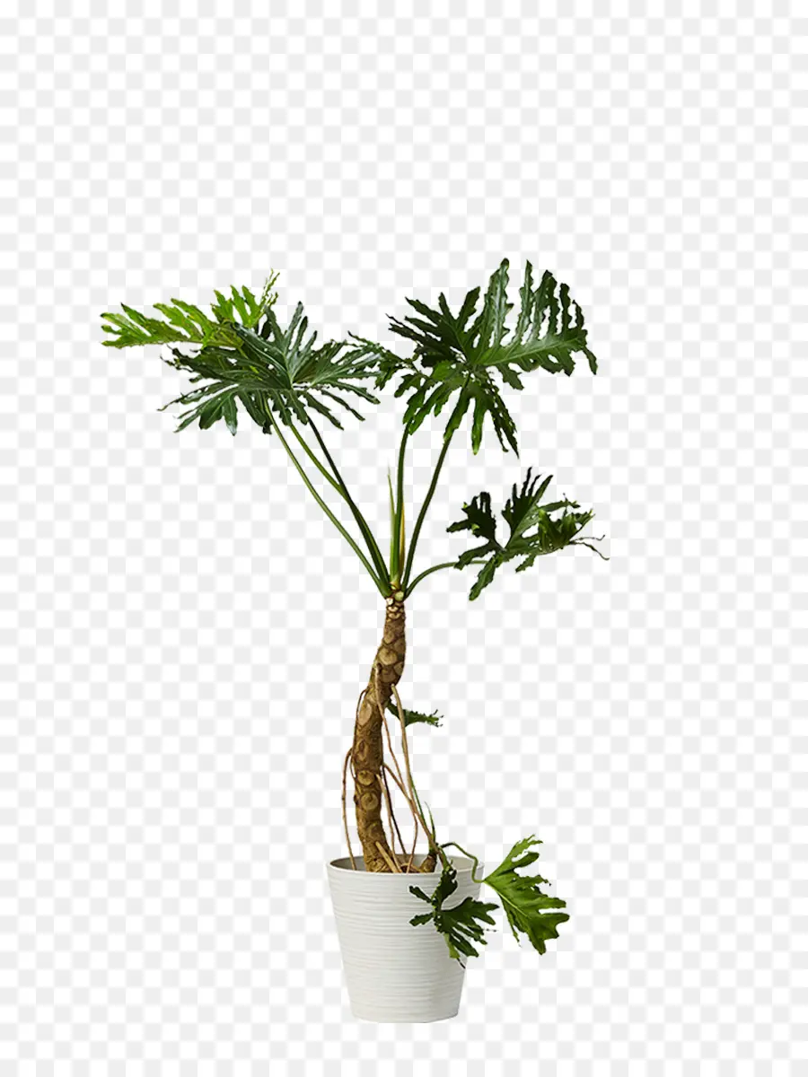 Plantar，Verde PNG