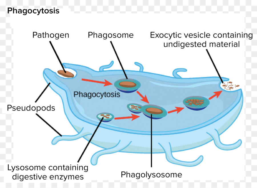 Endomembrane Sistema，Aparelho De Golgi PNG