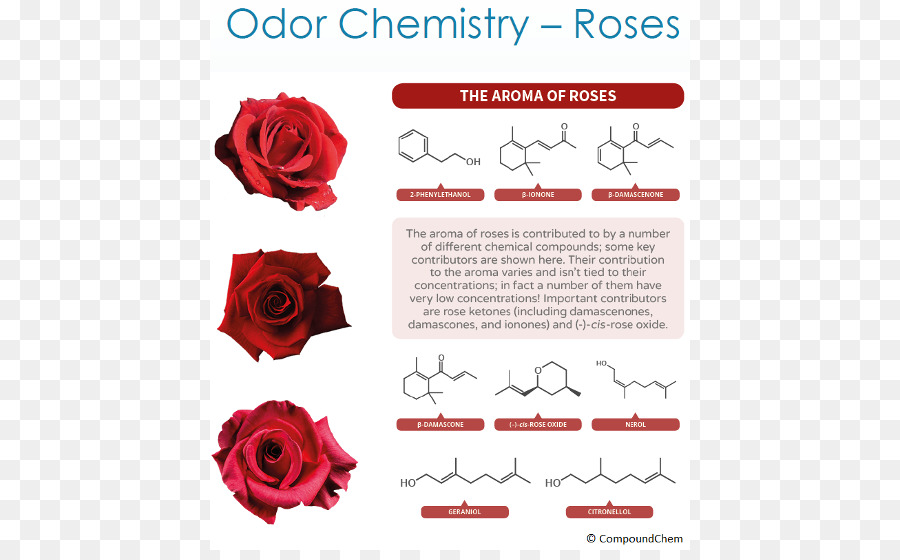 Química Rosa，Odor PNG