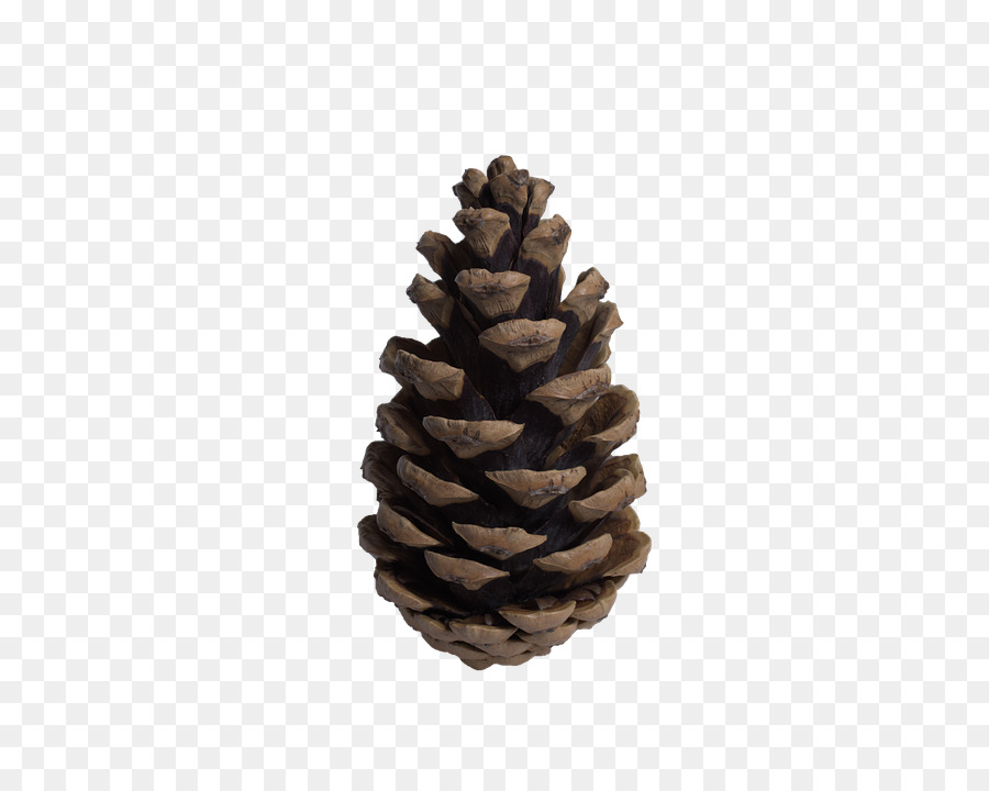 Pinheiro，Coníferas Cone PNG