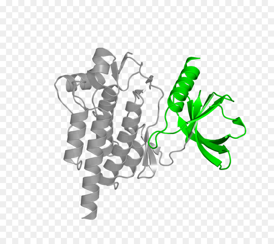 Proteína，Molécula PNG