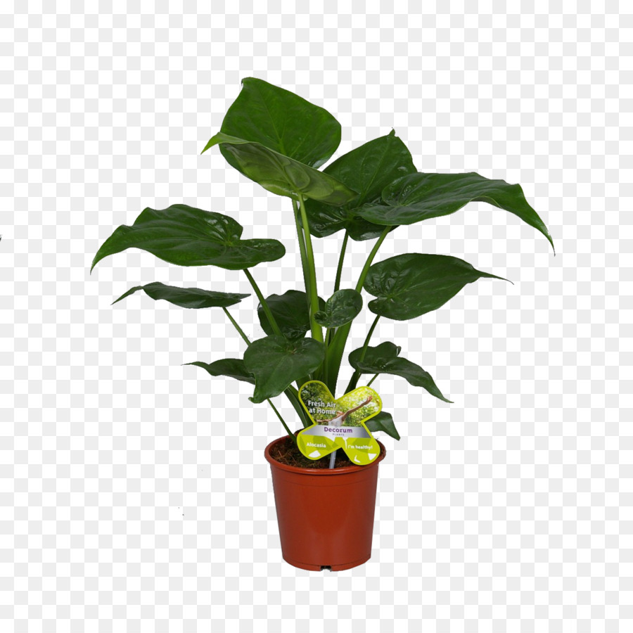 Planta Em Vaso，Interior PNG