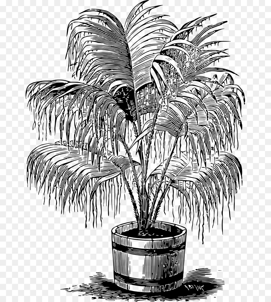 Planta Em Vaso，Plantar PNG