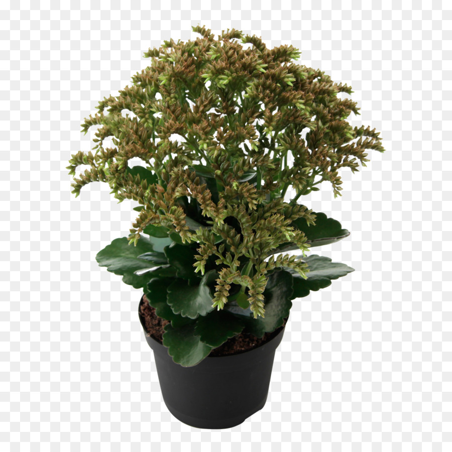 Planta Em Vaso，Verde PNG