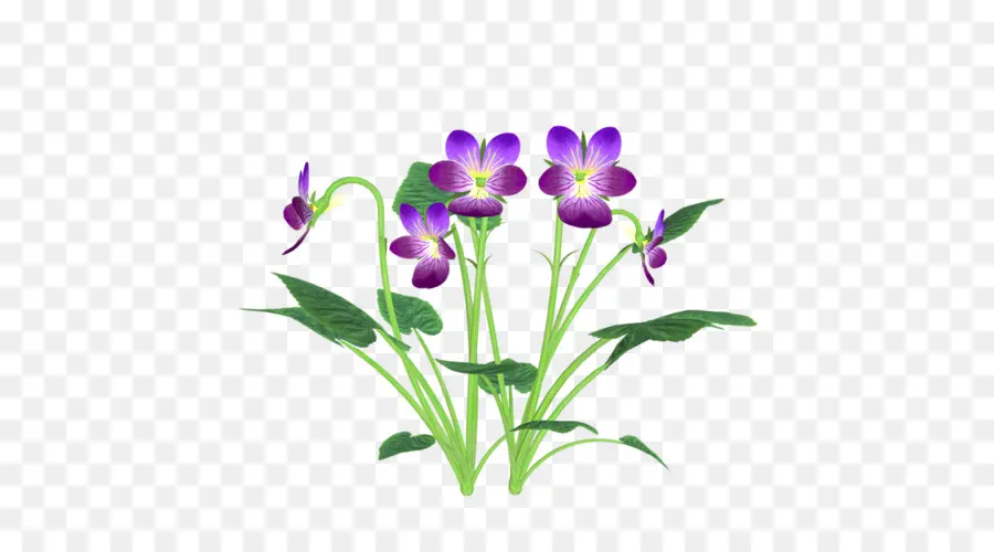 Flor，Pansy PNG