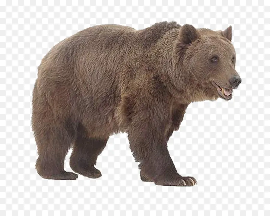 Urso Pardo，Animal PNG