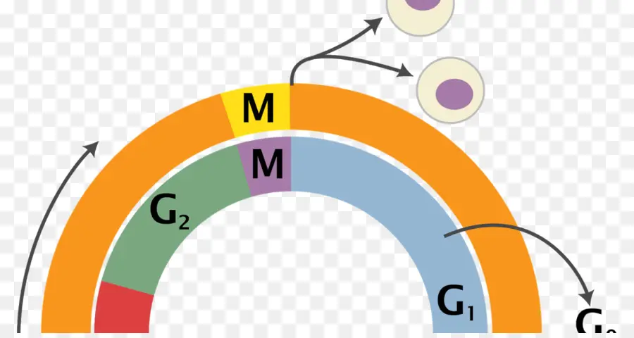 Ciclo Celular，Célula PNG