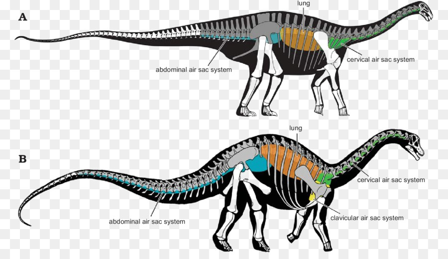 Velociraptor，Sauropoda PNG