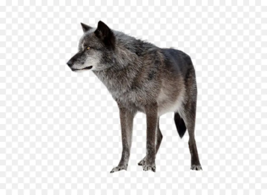 Arctic Wolf，Saarloos Wolfdog PNG