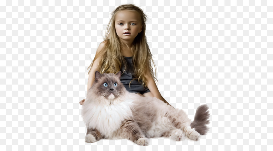 Ragdoll，Birman PNG