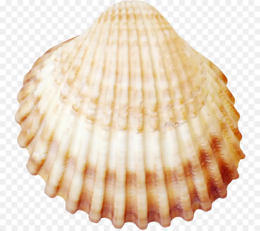 Berbigão，Seashell PNG